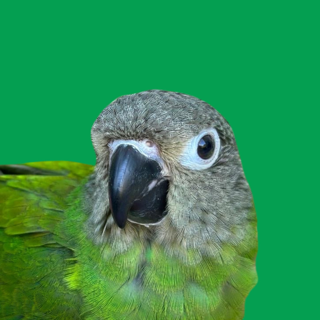 Small Birds
