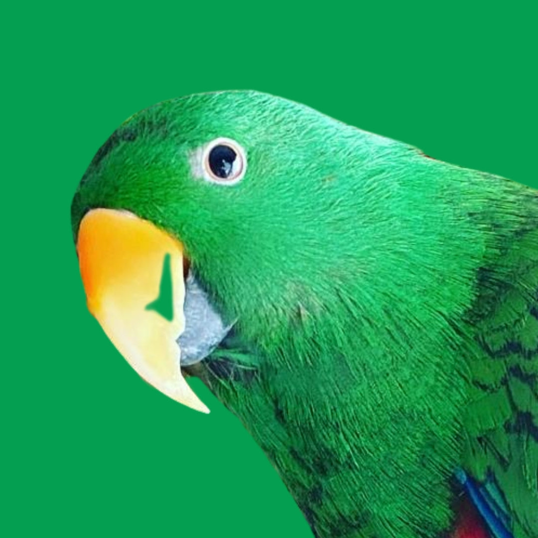 Medium Birds