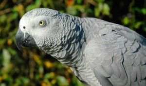 african gray parrots at everythingbirdsonline.com