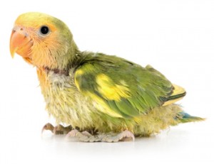 Find your baby companion bird at Everything Birds in Oldsmar Florida