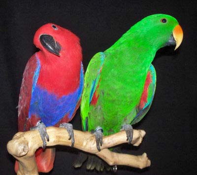 Image result for solomon eclectus