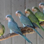 blue quaker parrots stick