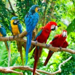red-and-blue-macaws