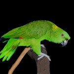 yellownapedamazon_parrot