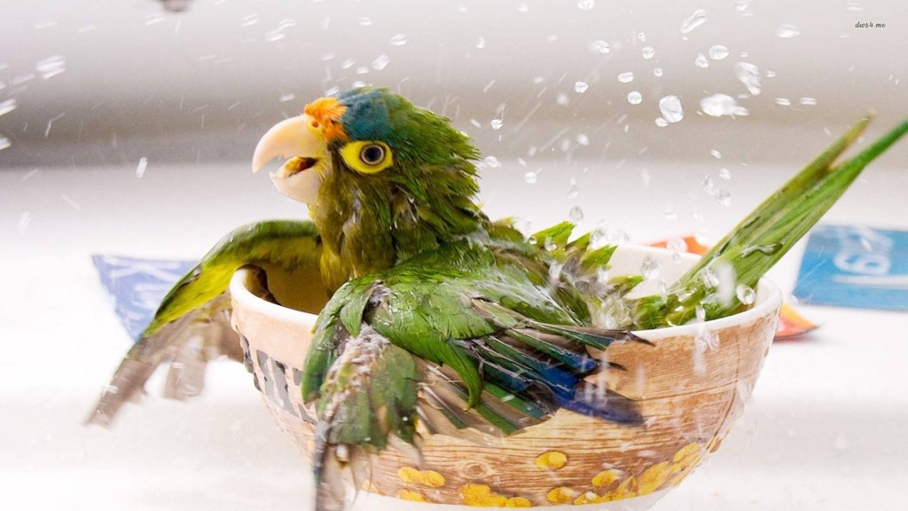bird-bath