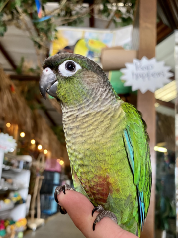 Green Cheeked Conures for Sale