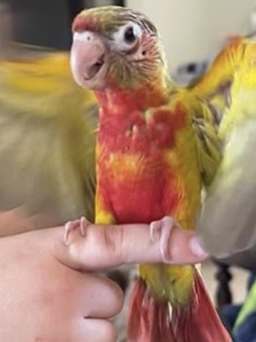 High Red Conures for Sale