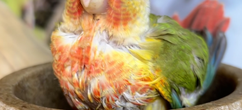 Pineapple Green Cheeked Conures for Sale