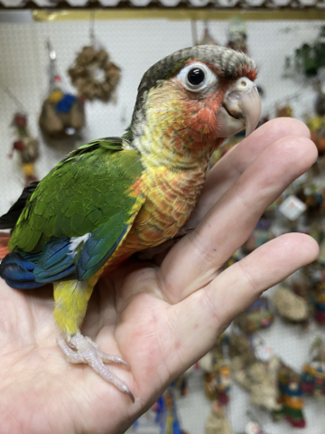Yellow Sided Green Cheeked Conure for Sale