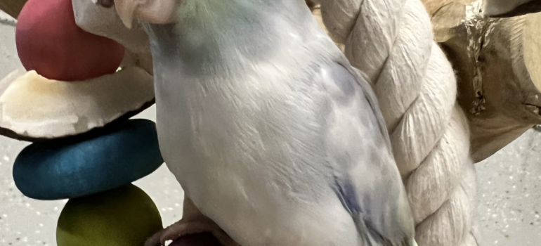 Blue Green Fallow Parrotlet for sale