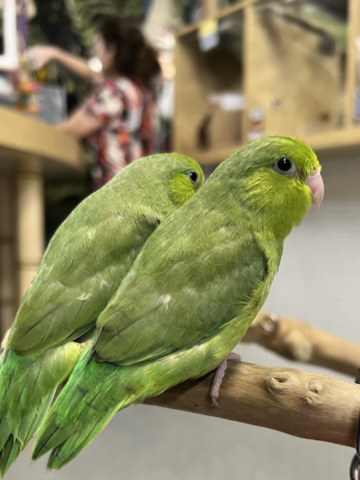 Green Parrotlet for Sale
