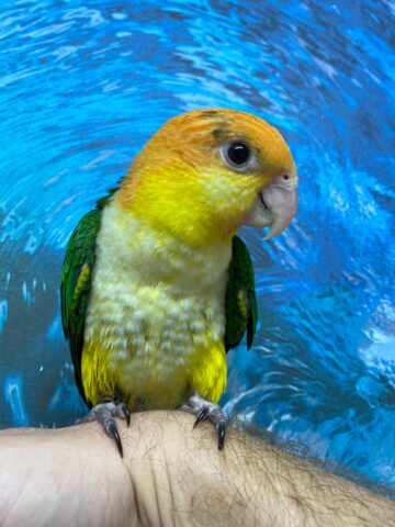 A photograph of a white bellied caique