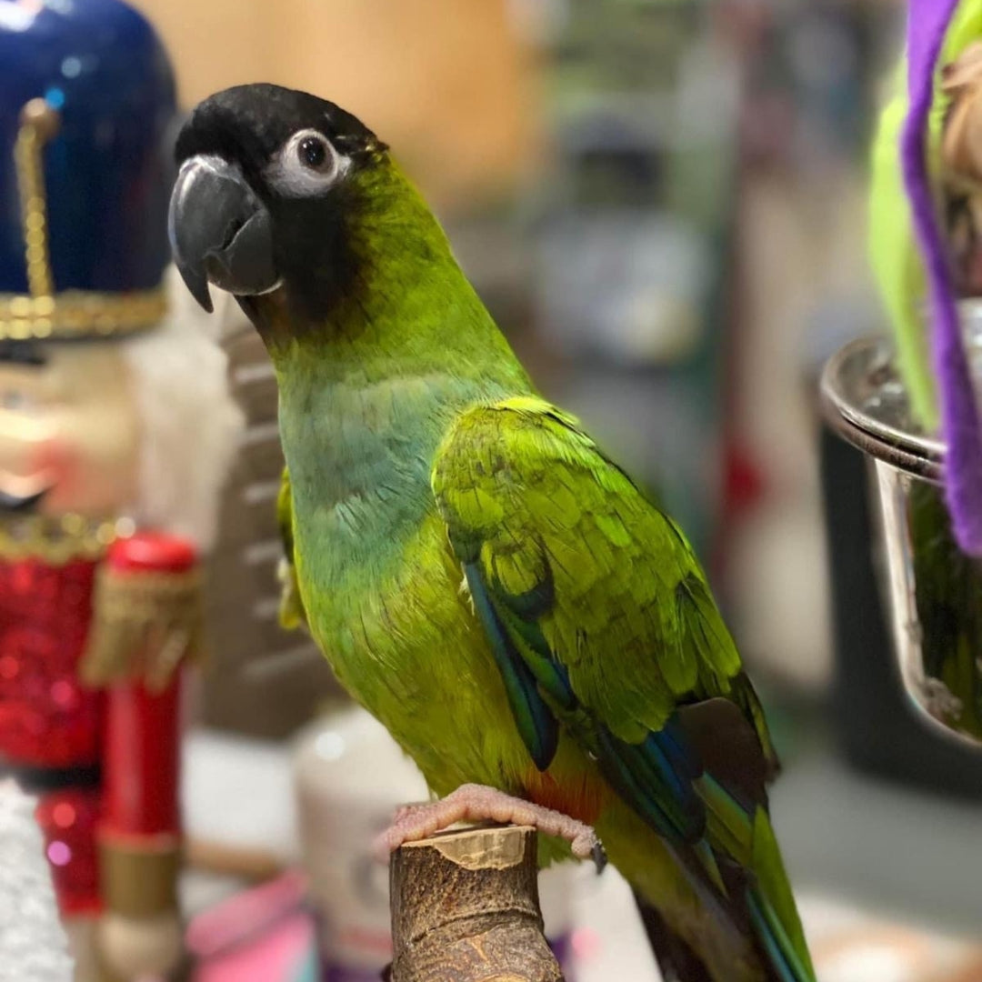 Nandy Conures Available Birds – Everything Birds