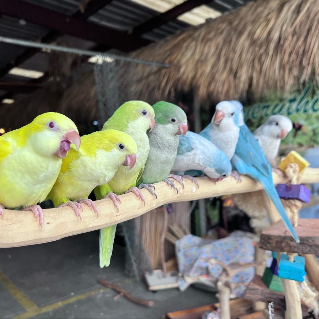 Available Birds – Everything Birds