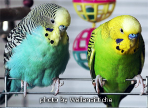 budgies at everything birds in oldsmar florida