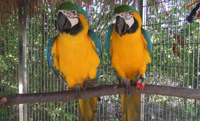 cages-macaws