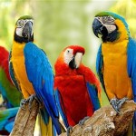 macaw_1846932c