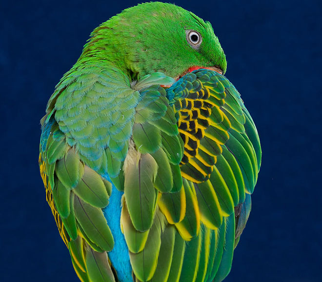 great-billed-parrot