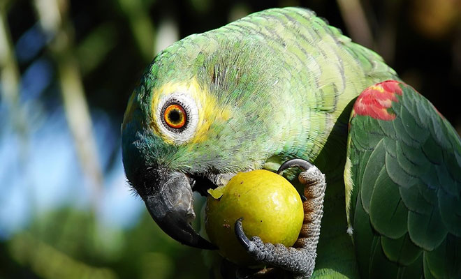parrot-eating-fruit