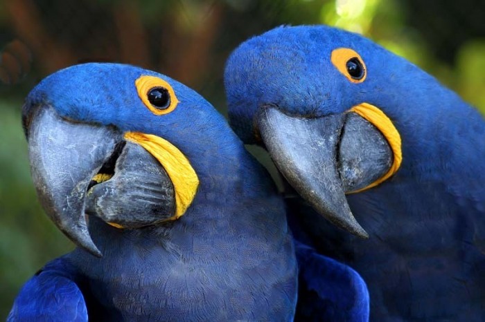Hyacinth-Macaw-cats-parrots-and-butterflies-22818389-800-533