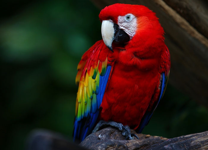 macaw-scarlet.jpg