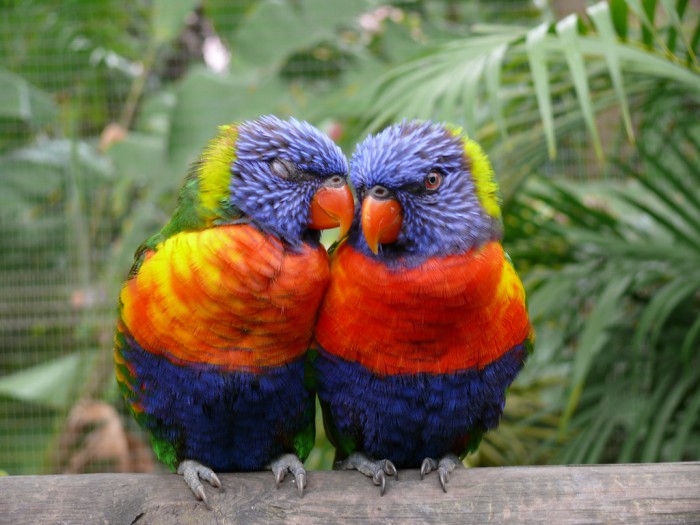 parrots-in-love