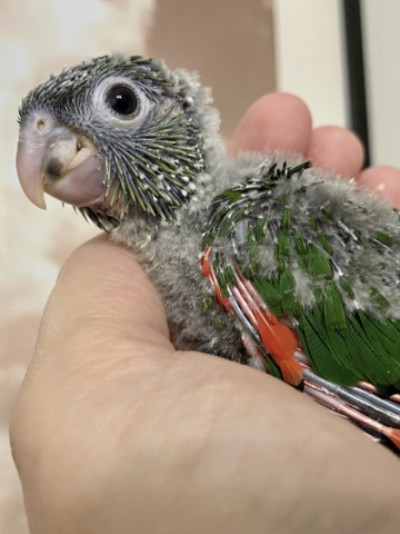 Black Capped Conure for Sale