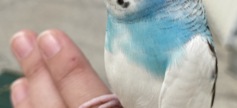 Hand fed budgies for sale