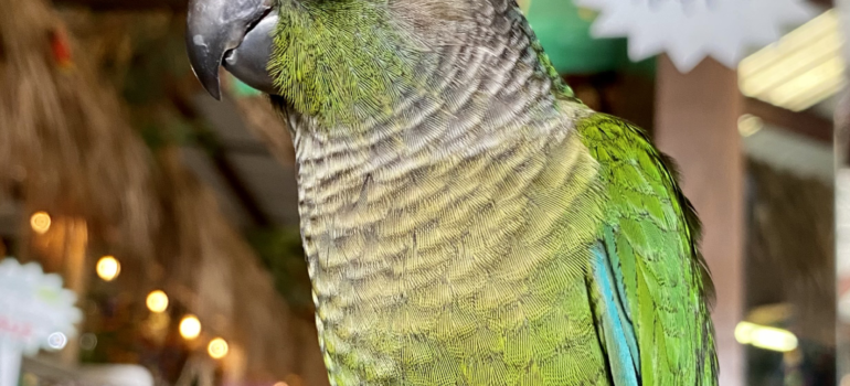Green Cheeked Conures for Sale