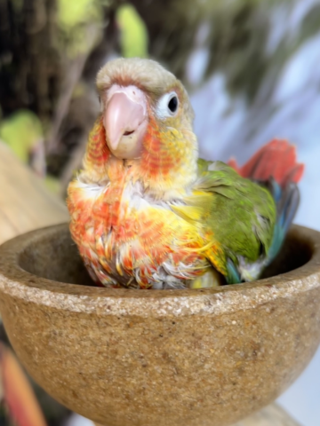 Pineapple Green Cheeked Conures for Sale