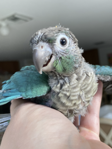 Turquoise Conure for Sale