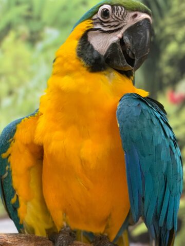 A Blue and Gold Macaw.
