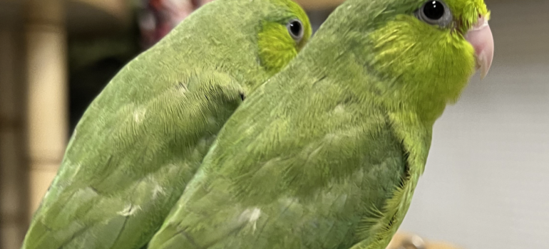 Two Green Parrotlets